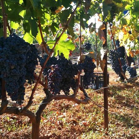 Vineyard Country House With Panoramic Seaview アレクサンドルポリス エクステリア 写真