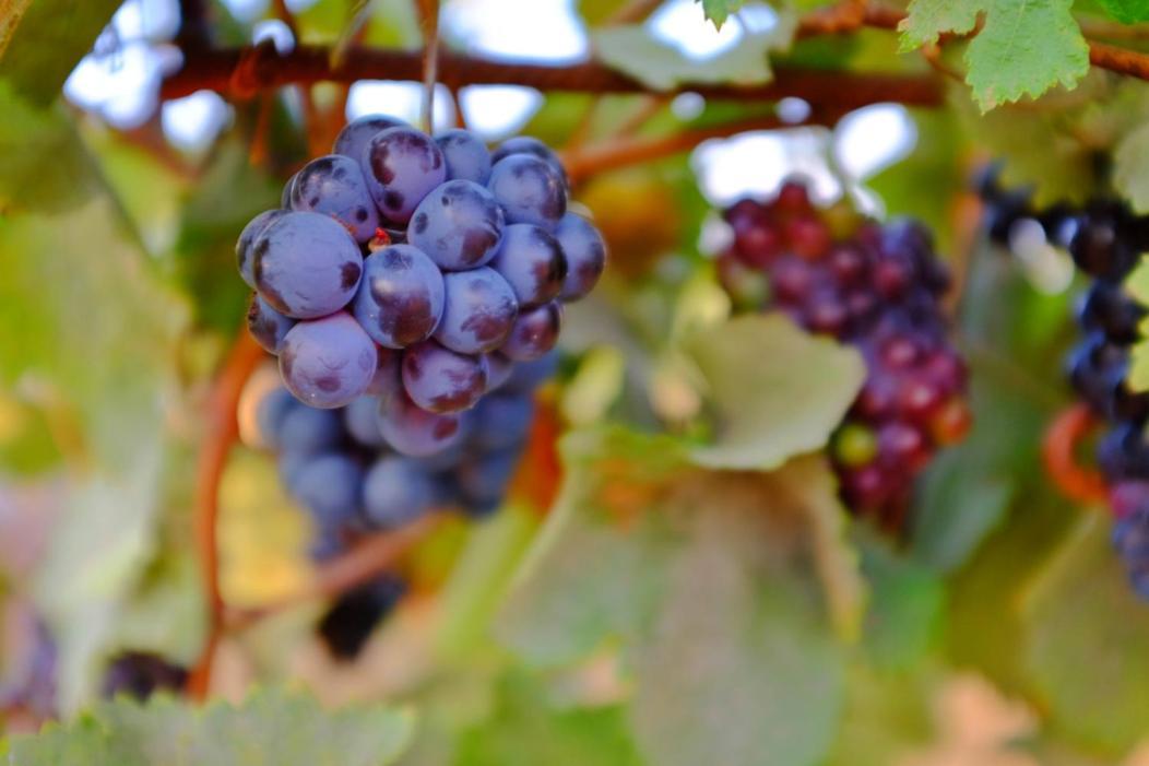 Vineyard Country House With Panoramic Seaview アレクサンドルポリス エクステリア 写真