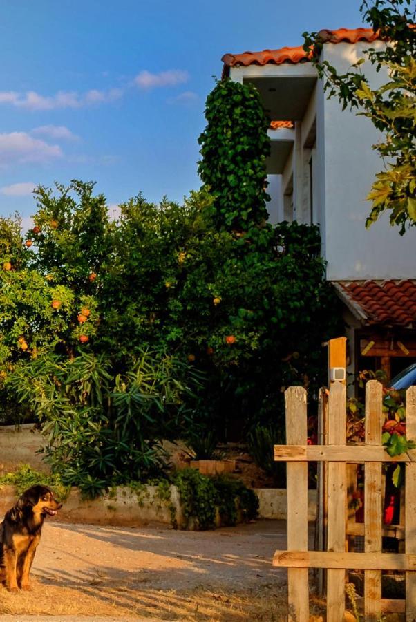 Vineyard Country House With Panoramic Seaview アレクサンドルポリス エクステリア 写真